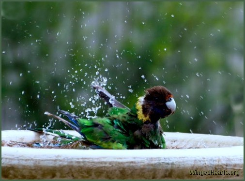 WA ring necked parrot