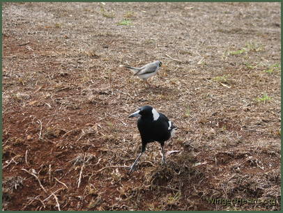 Maggie magpie and Minnie noisy-miner