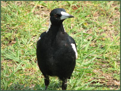 Philly magpie