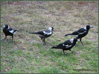 Australian magpie family pottering on the ground