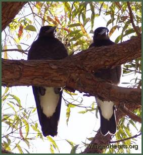 Squuek and Squark