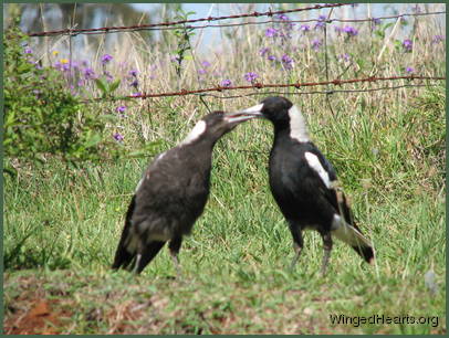 Baby magoue Wendy being fed mother magpie Vicky