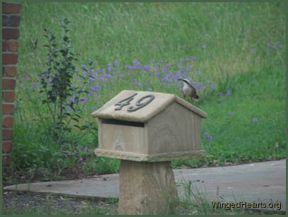 A babbler across the road seems interested