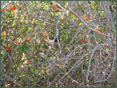 with their Noisy Miner cousins