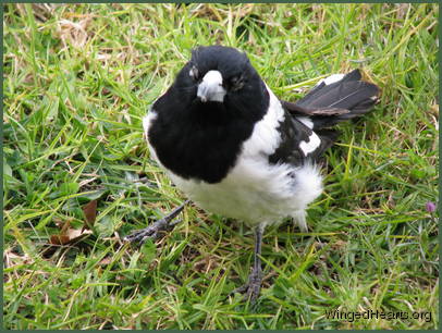 butcherbird with conjunctivitis