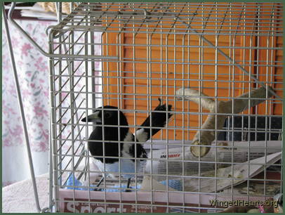She liked looking out and told us who was visiting by using a different call for each bird