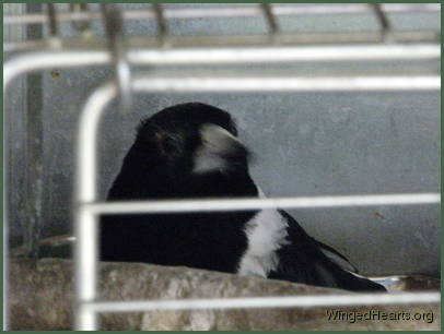 butcherbird recovering from conjunctivitis