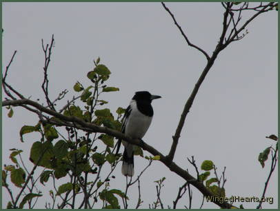 Back in the wild - a free and healthy bird again