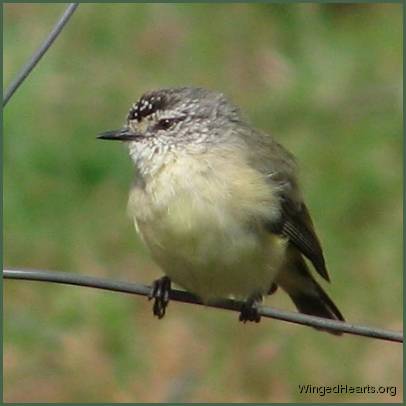 thornbill close up