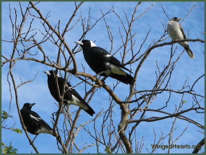 Vicky-Mindy-Monty with their best Minnie Vicky-Mindy-Monty with their best Minnie