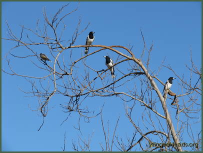 butcherbirds in conference