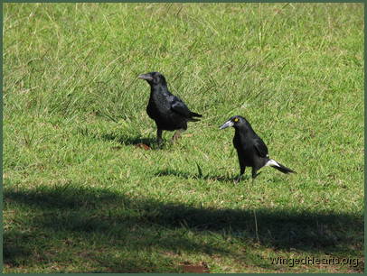 the young crows and currawongs get reacquainted the young crows and currawongs get reacquainted