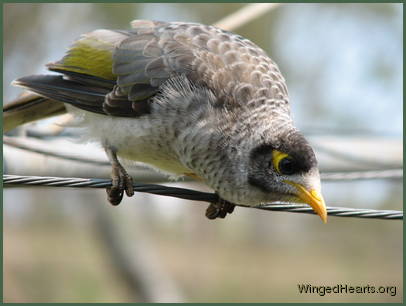 Minnie bird - the Noisy miner 