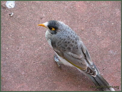 Unique patterns on the back Unique patterns on the back