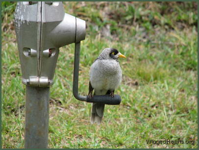 the females are smaller the females are smaller