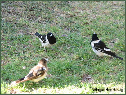 Adult pair with one-year old Butcherbirds