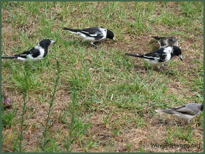 Teen Dimpy with parents Mum Butch; Dad Cass and baby Kerry