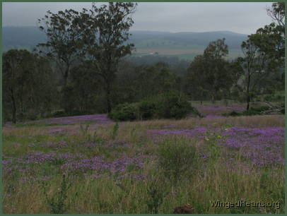 ribbons of purple