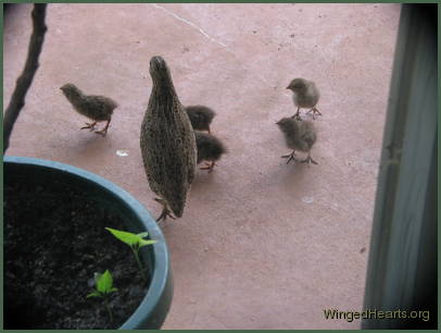 quails