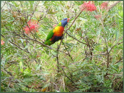 rainbow lorikeet enjoying a grevillea