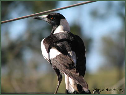 Sophie Magpie