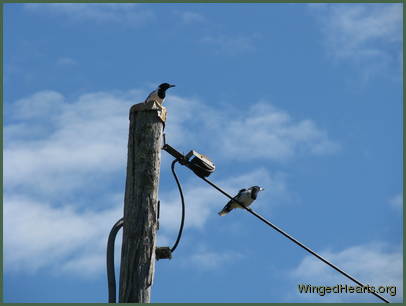 The famous signature toot announces their arrival atop the electric pole