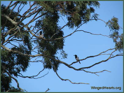 from their favourite perch