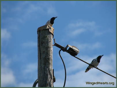 The singing duel attracts attention
