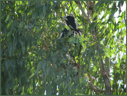 Vicky watches quietly from behind the leaves