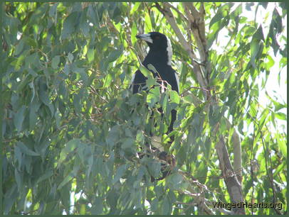 she knows both families well