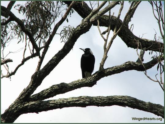 Maggie can keep guard on both nests