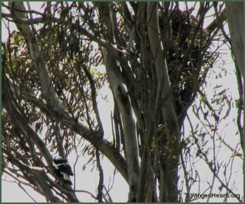 Vicky lands on the branch just before hopping into the bigger nest