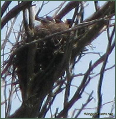 Vicky sitting in the second nest which she has built up using her secret stash