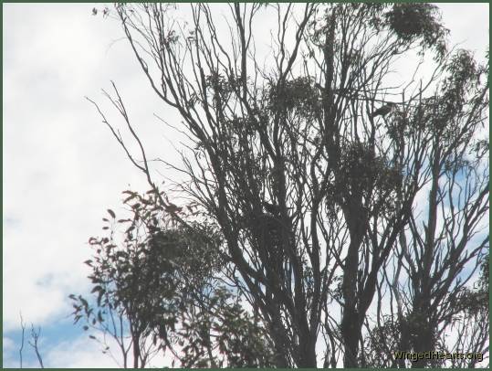 Two crows showing us their nests