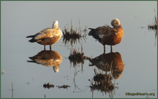 ducks at Ranthambore