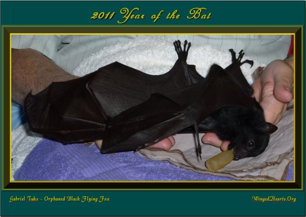 yearofthebat-tuki2