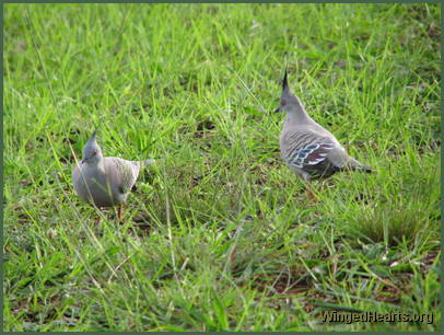 The Crested pigeons are thrilled to boots