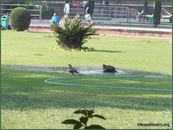 Eagles at the Taj Mahal