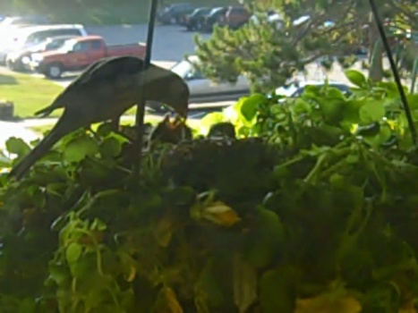 purple finch mother feeding babies