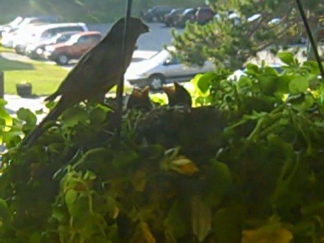 adult purple finch with babies in the nest