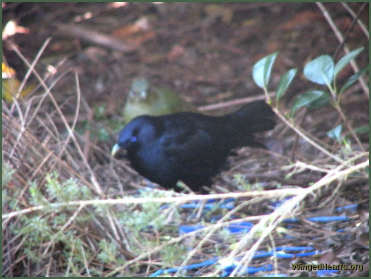 male satin bowerbird wooing female bowerbird