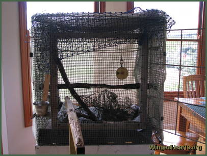 Charlie Girl's hospital cage - indoors