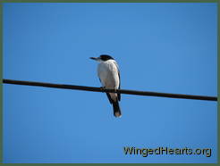 larry on wire