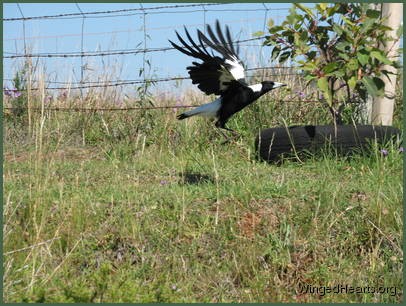 An artistic take-off