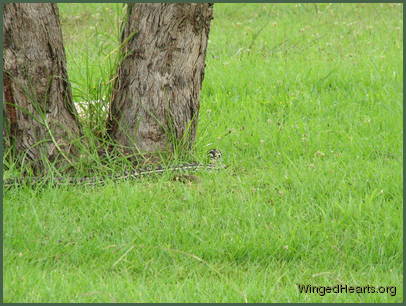 as the snake passed under her tree