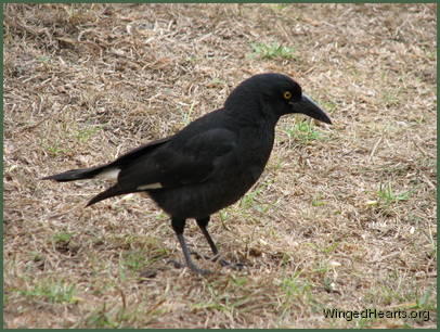 with much larger beaks than other birds of the same size