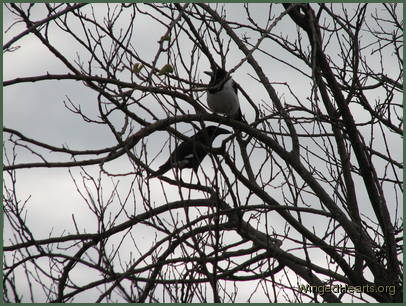 With Dimpy the pied-butcherbird