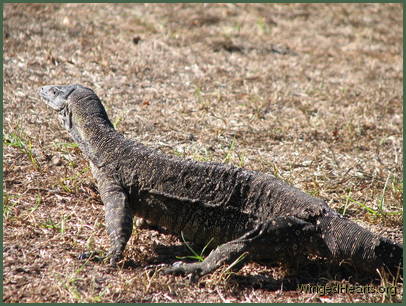 goanna running in the yard