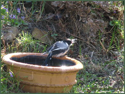 Can't believe my eyes