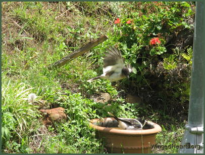 chucky pied-butcherbird jumping on his brother Dimpy
